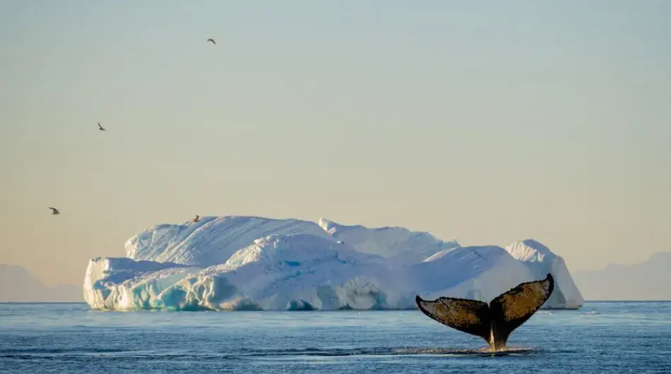 A Whale Tale in front of an Iceberg at sea in Antarctica