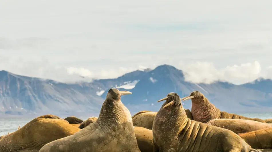 Walrus in Karls Forsland 