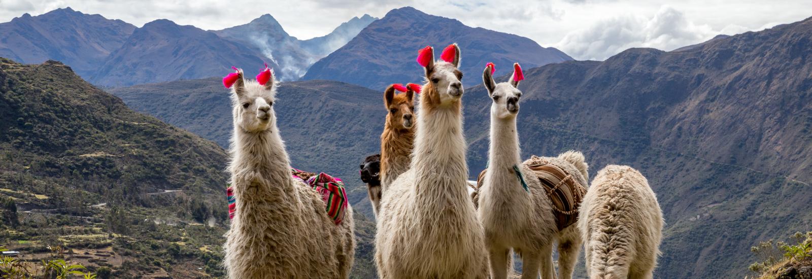 Mountain Lodges of Peru - Lares 6 Day