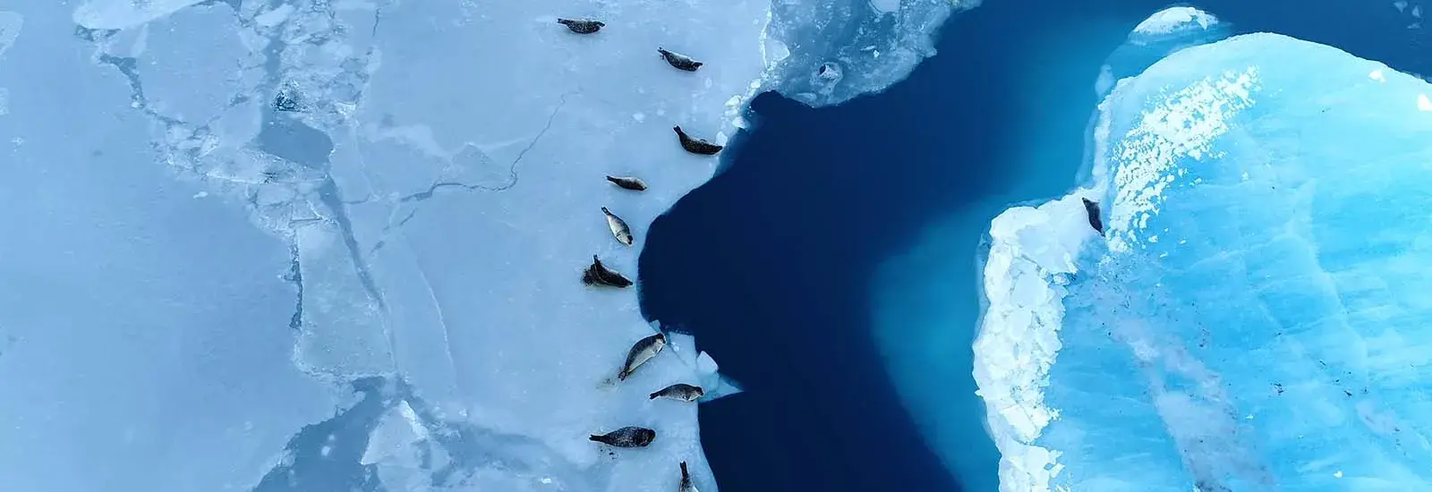 Across the Antarctic Circle - Ushuaia to Punta Arenas | Sylvia Earle