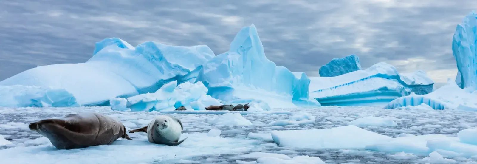 Across the Antarctic Circle: Punta Arenas to Ushuaia | Sylvia Earle
