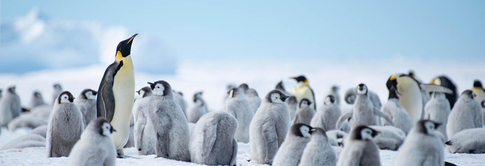 Baby Penguins &amp; Blue Tunnels | White Desert