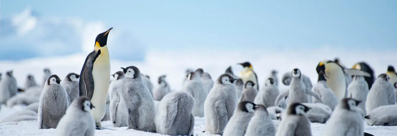 Baby Penguins &amp; Blue Tunnels | White Desert