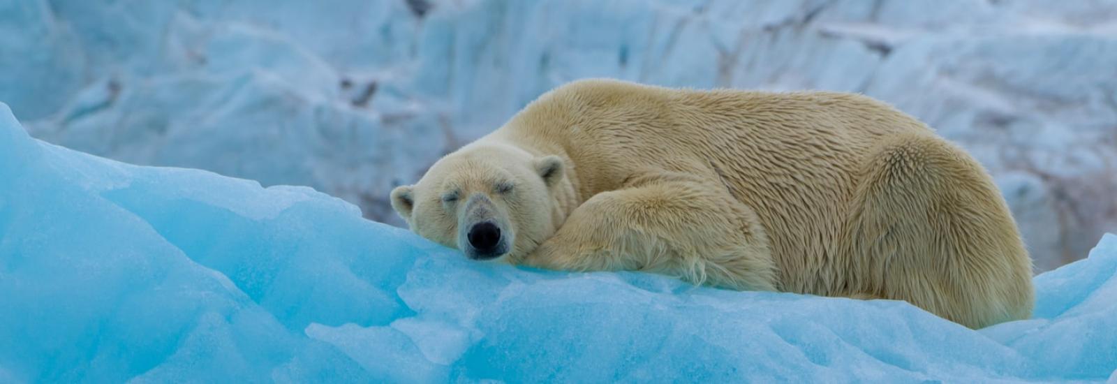 Around Spitsbergen - In the realm of the Polar Bear | Ortelius