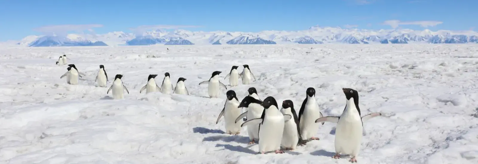 In the Wake of Scott and Shackleton | Heritage Adventurer