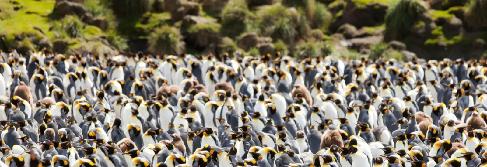 Galapagos of the Southern Ocean | Heritage Adventurer