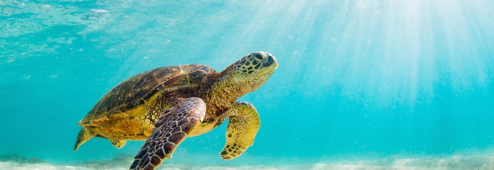 Classic Galapagos: Central Southern Islands | Grand Queen Beatriz