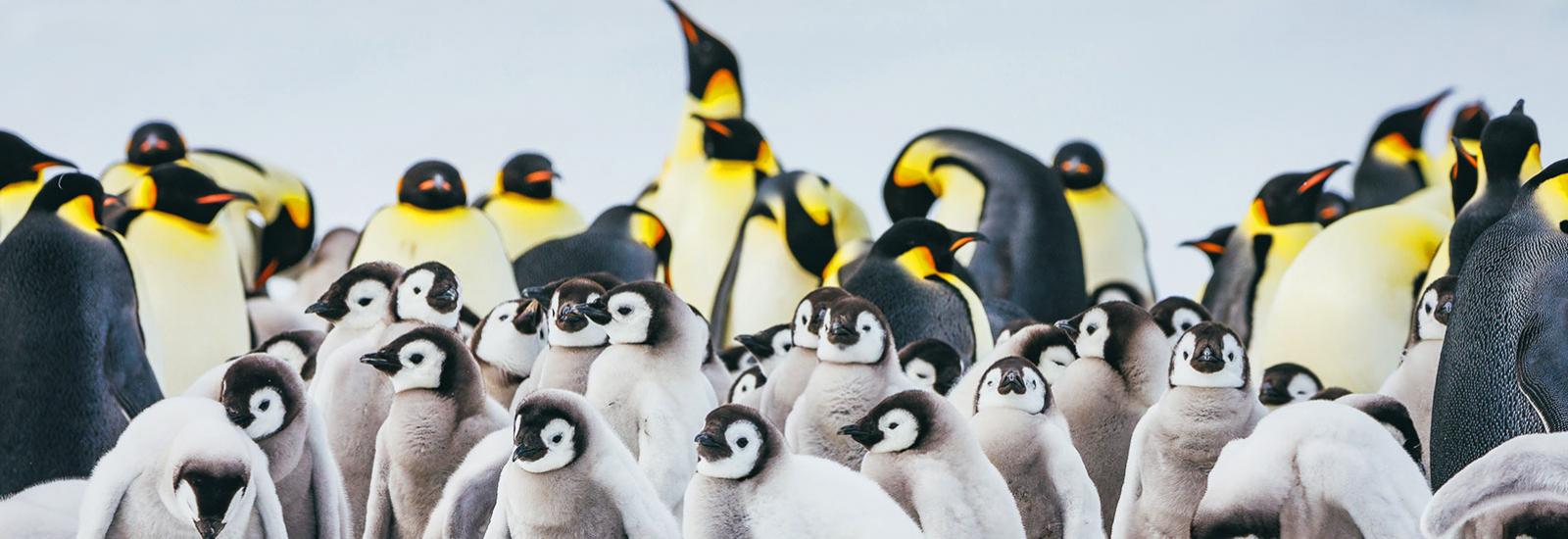 Emperor Penguin Quest: Snow Hill | Ultramarine