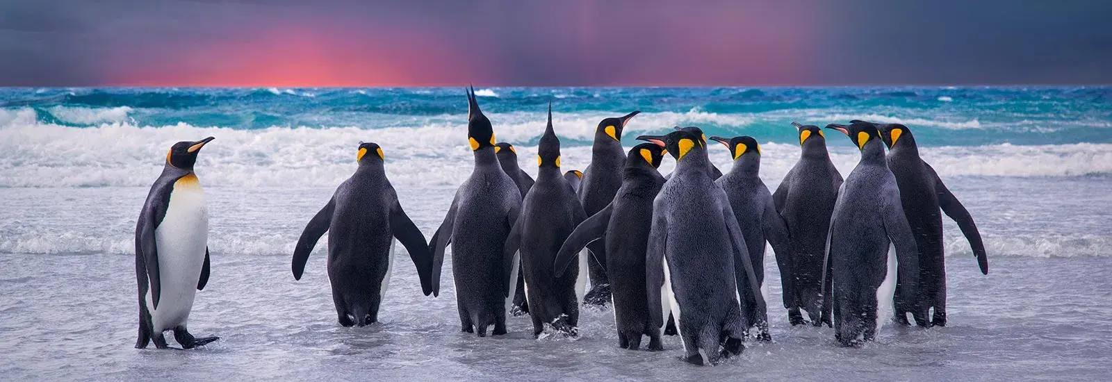 Penguin Safari: South Georgia &amp; Antarctic Peninsula | World Voyager