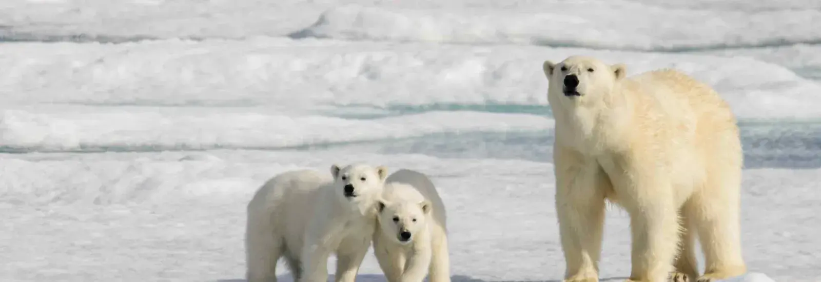 North Spitsbergen Explorer | Plancius