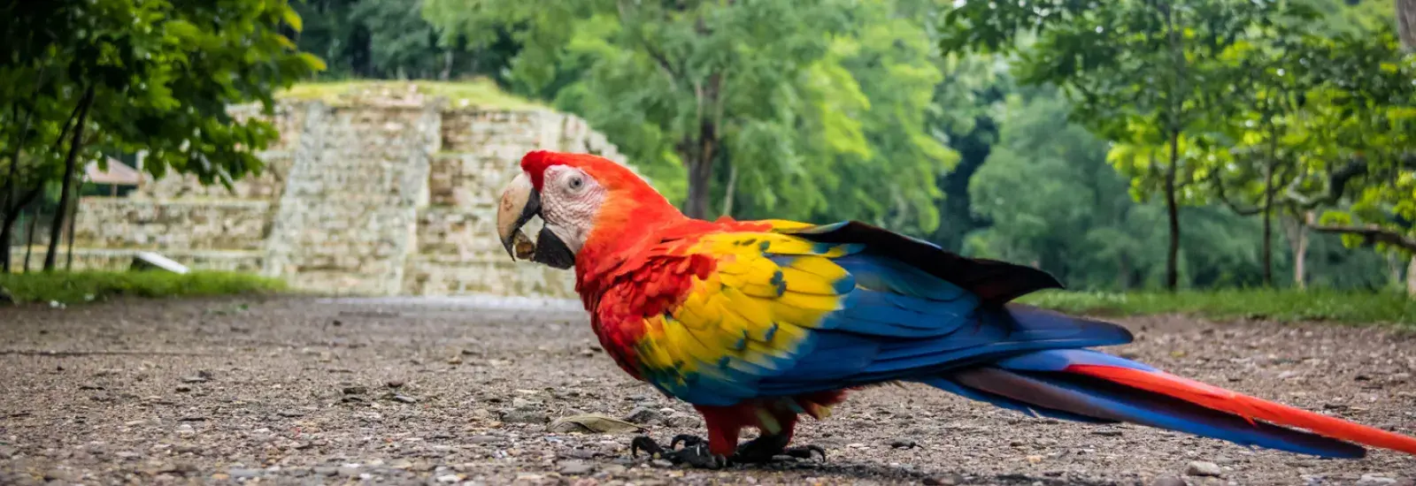 Copan Honduras Extension