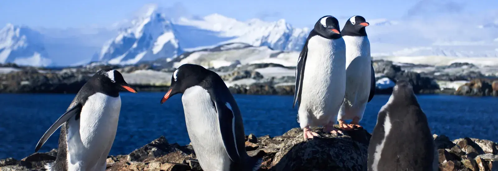 Classic Antarctica 10 Days | MV Ushuaia