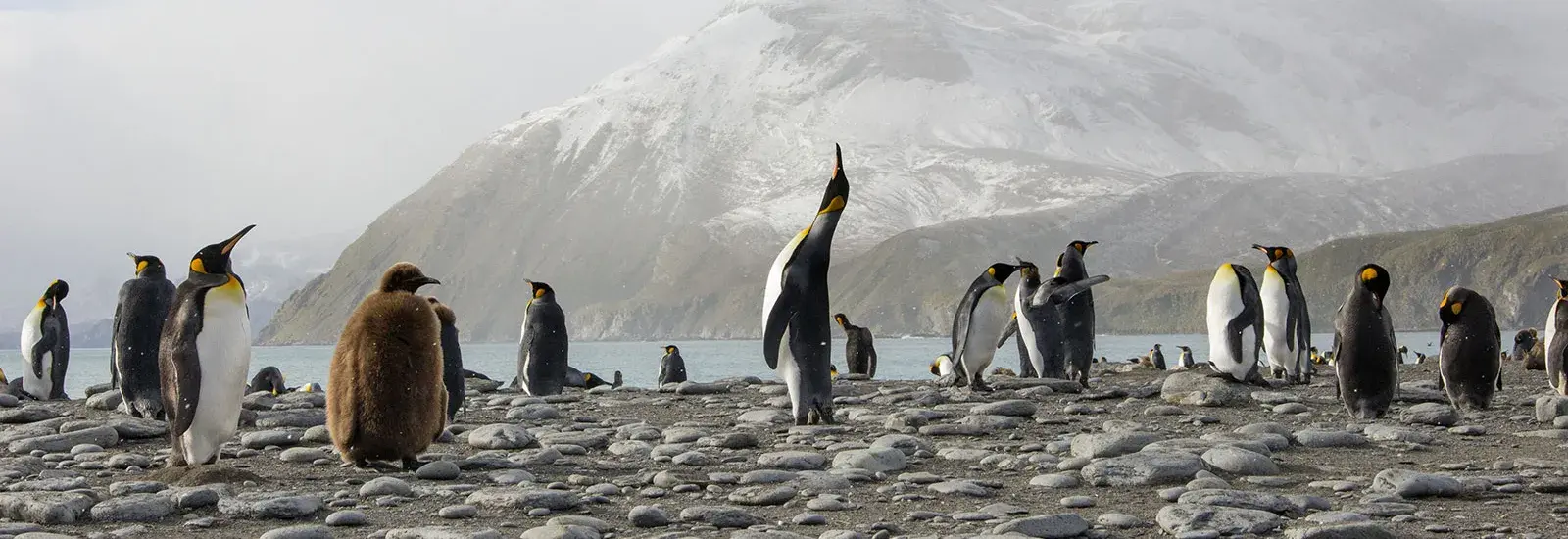 Classic South Georgia  | MV Ushuaia