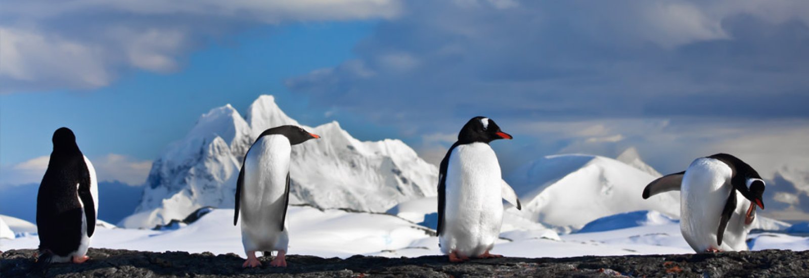 Classic Antarctica 11 Days | MV Ushuaia