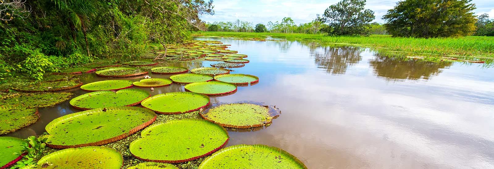 Ecuador Amazon Extension | Sacha Lodge
