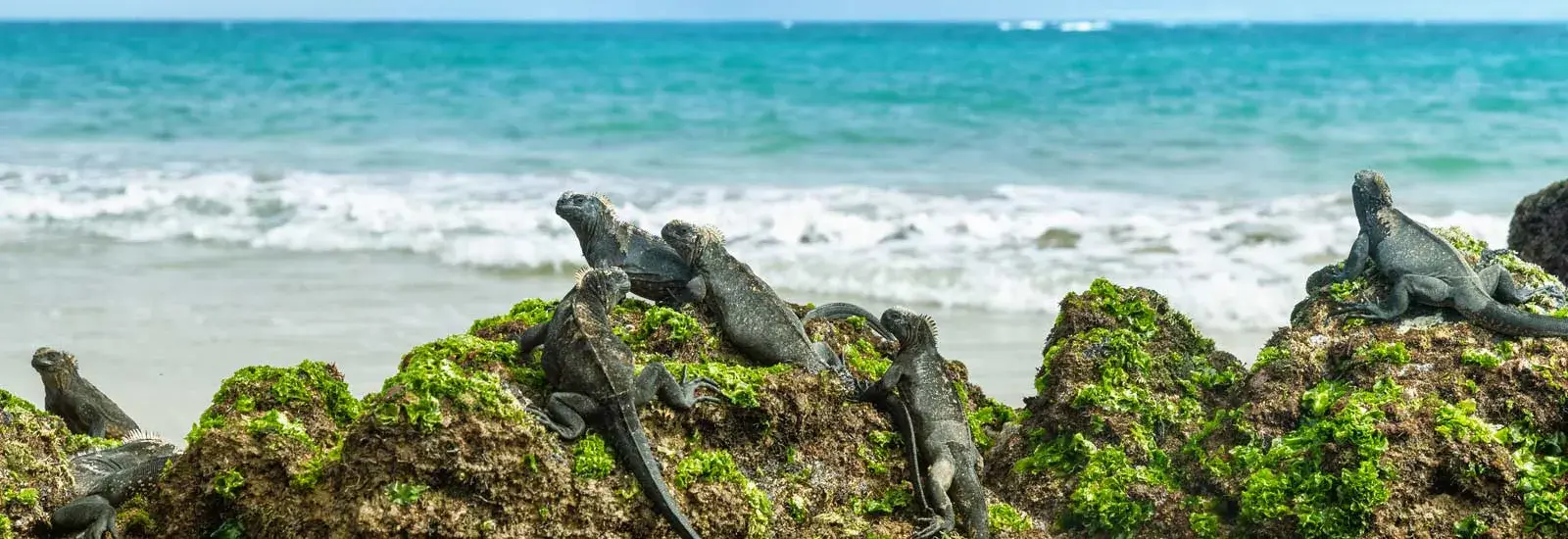 Galapagos 8 Day Cruise | Ocean Spray