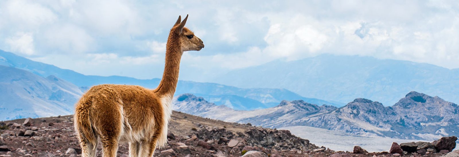 Andes_Wildlife_Header