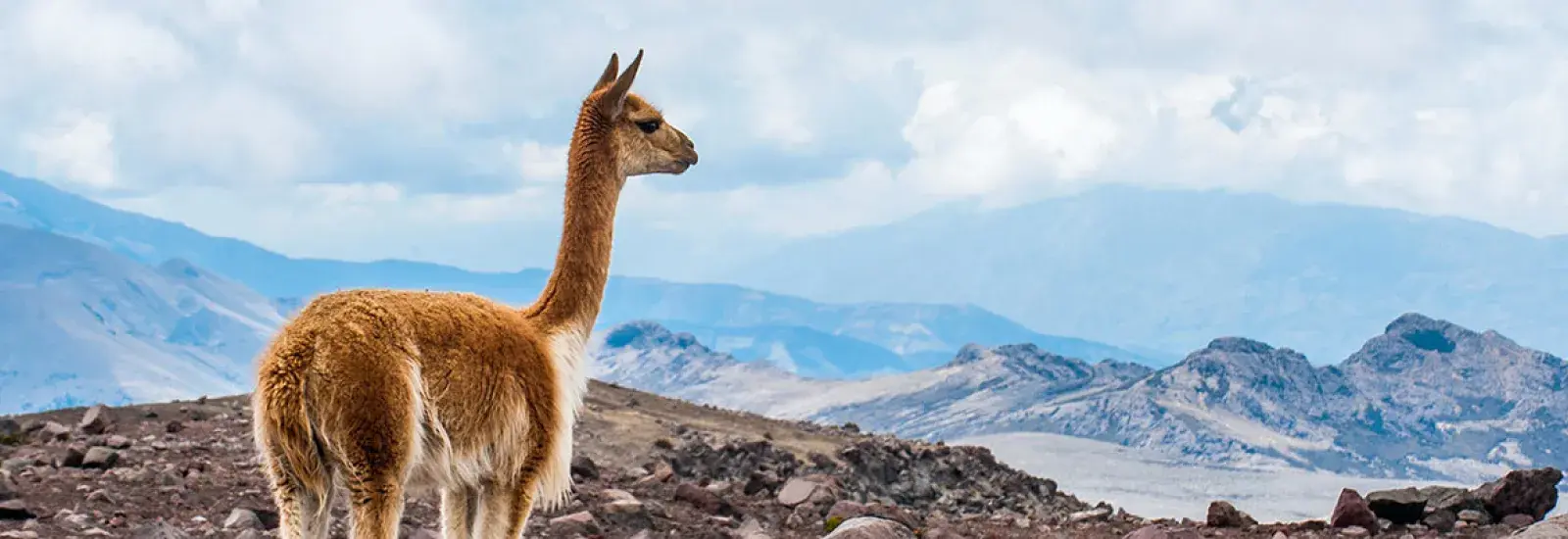 Andes_Wildlife_Header.jpg