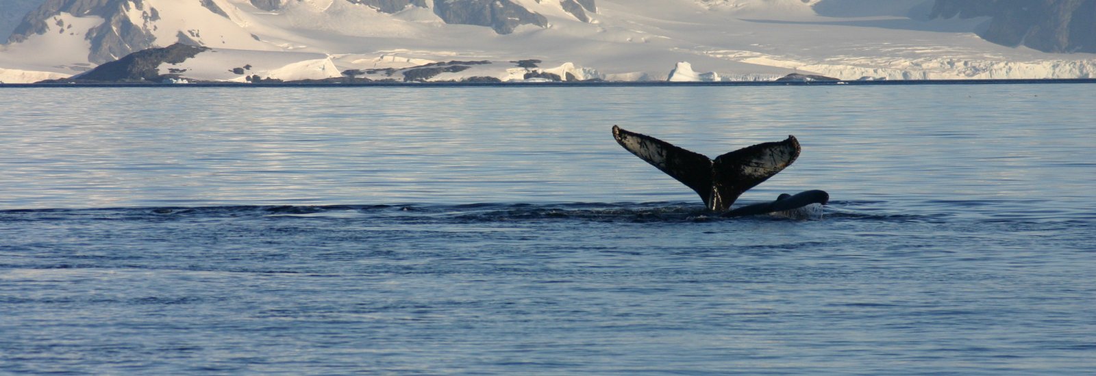 Antarctica_Whale_shutterstock_49596199