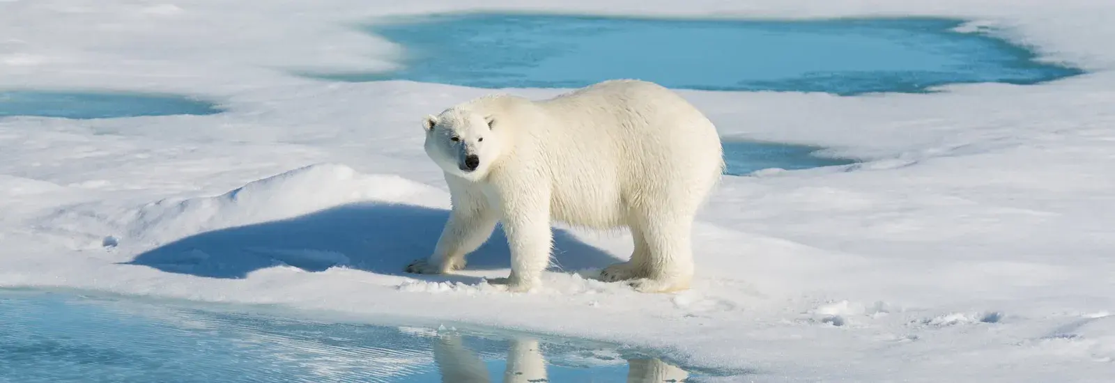 In the Heart of the Northwest Passage | Le Boreal