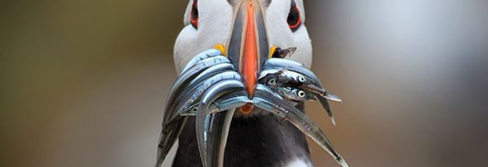 Puffin-600x358