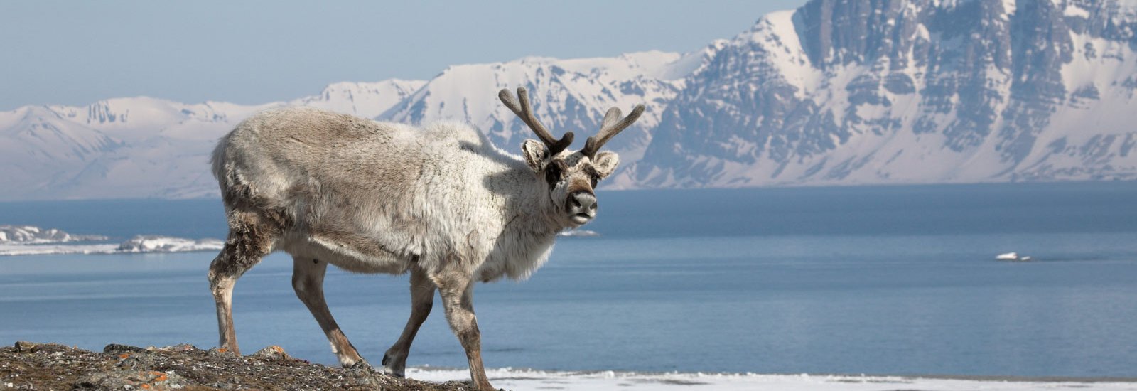 Svalbard Odyssey | Greg Mortimer