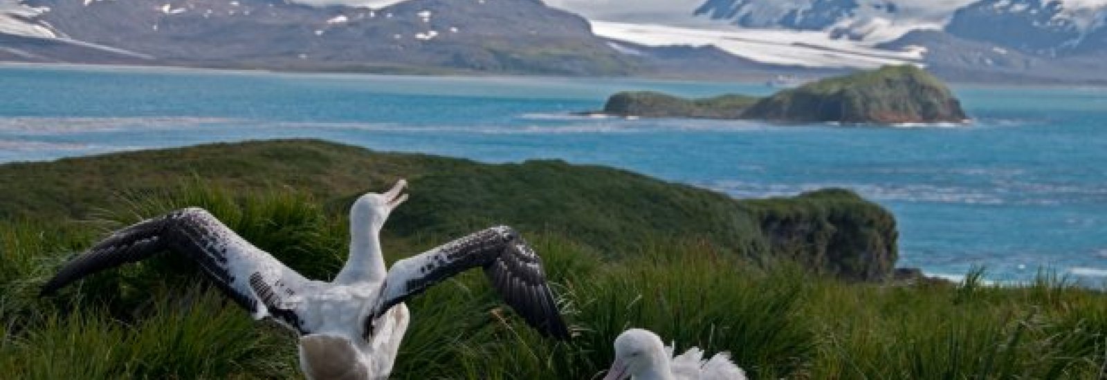Wandering_Albatross_shutterstock_108941345-sm-e1637811981780