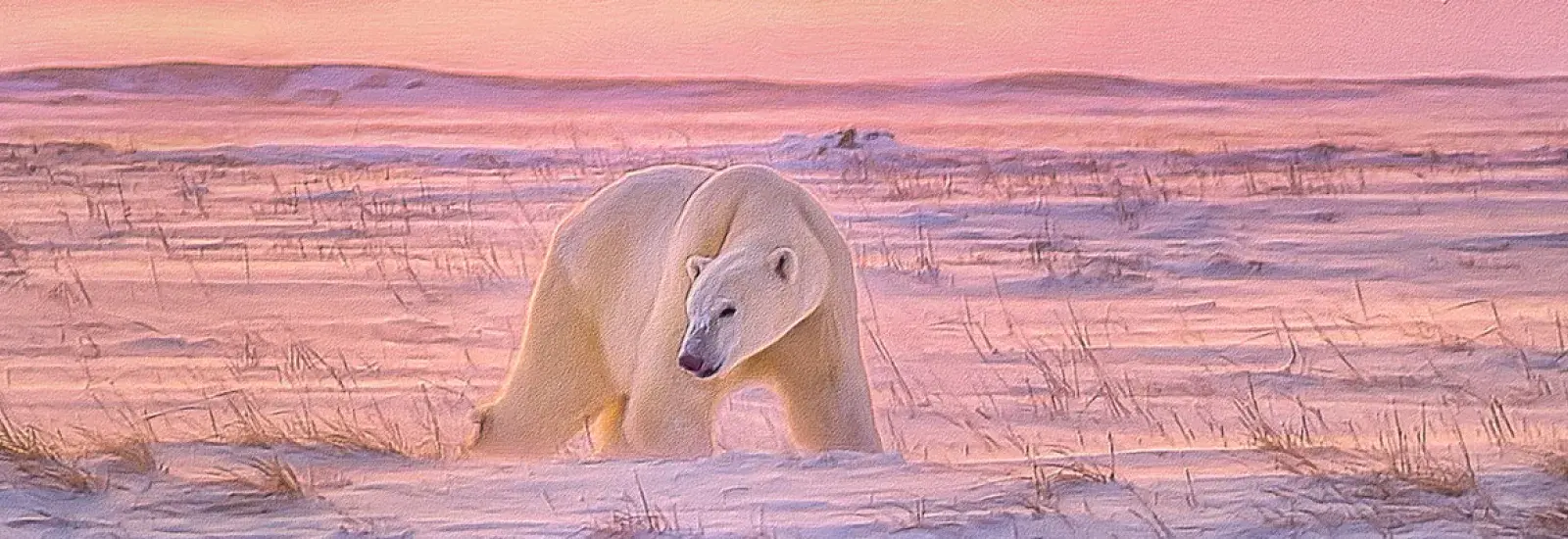 arctic-Animals.jpg