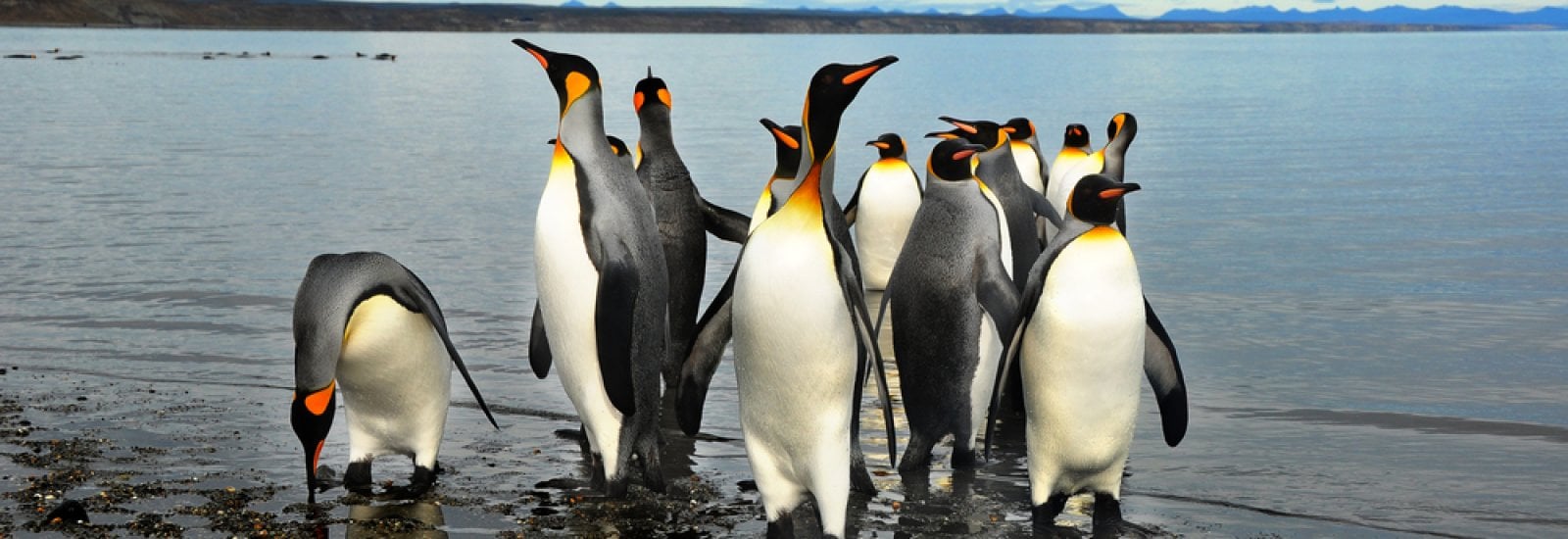 shutterstock_263957561