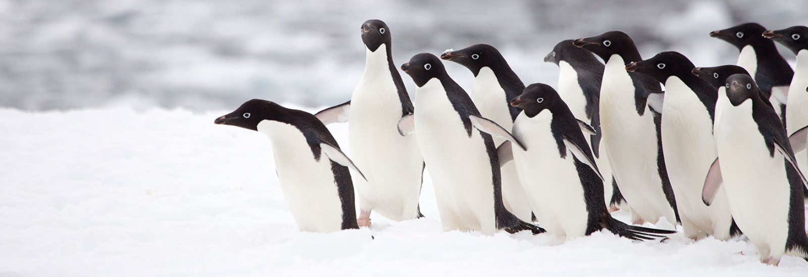 shutterstock_788232292