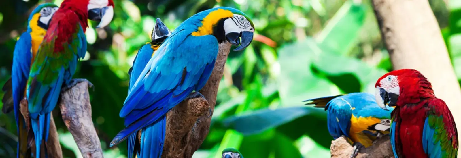 Amazon_Parrots_shutterstock_64558576.jpg