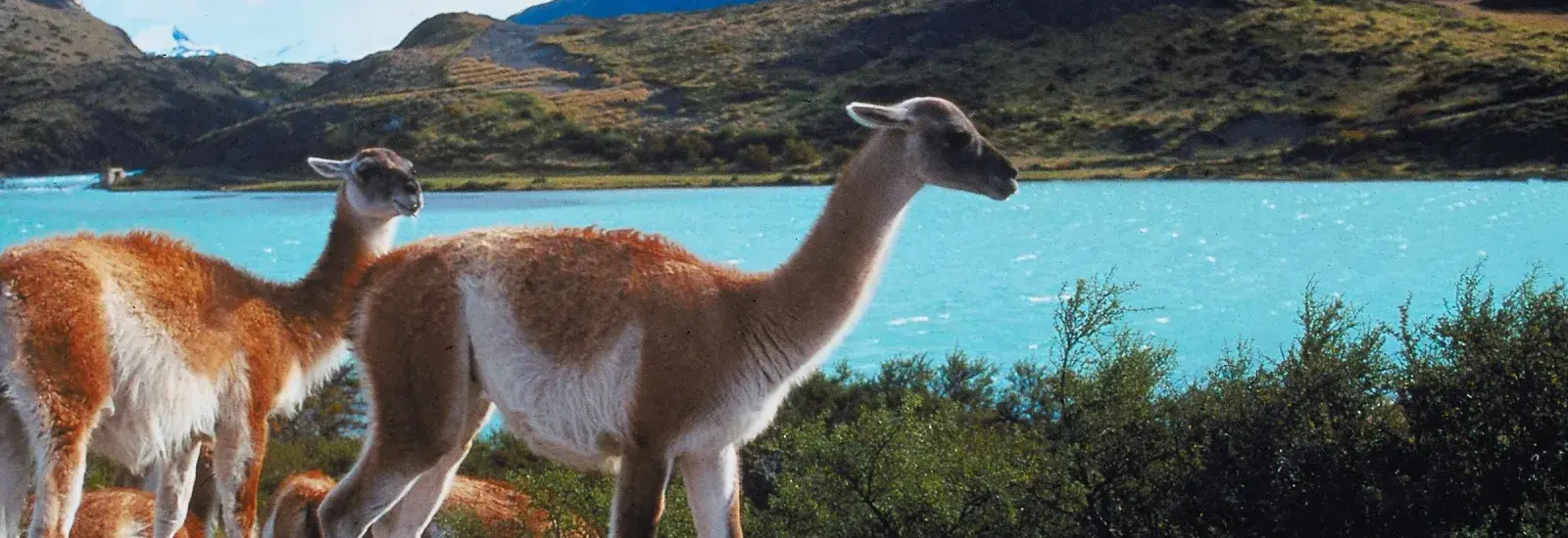 Andes_Llamas.jpg