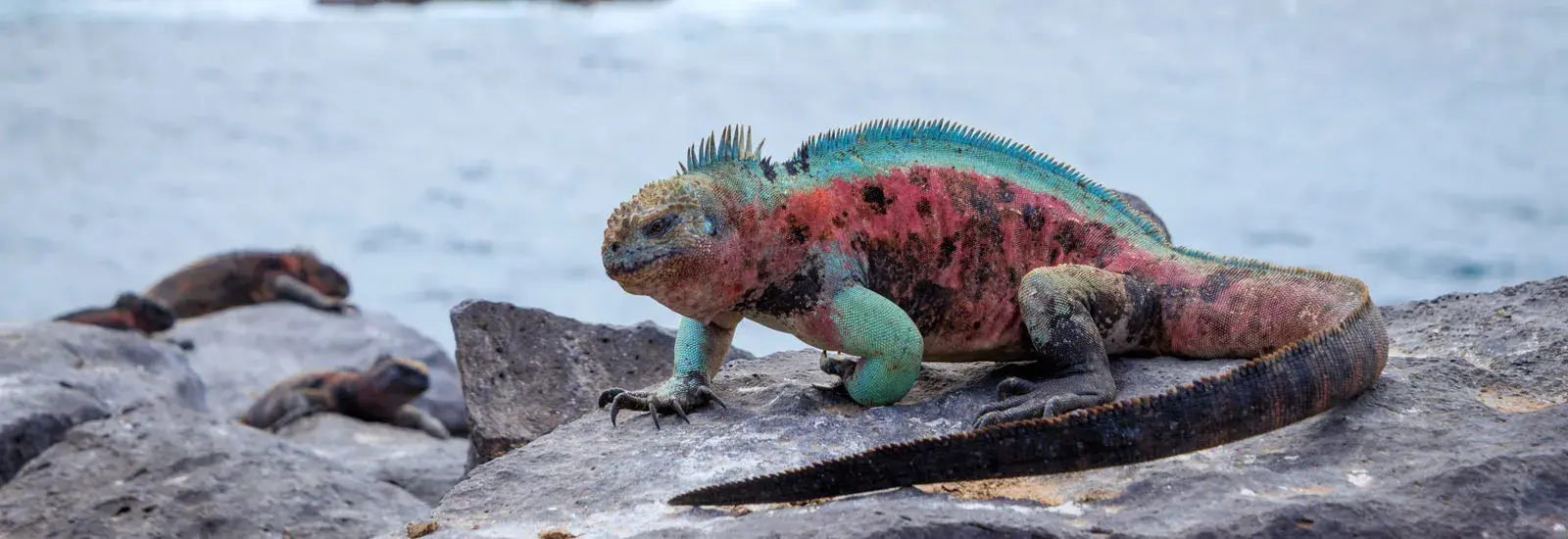 Galapagos South Eastern Islands Cruise | Endemic