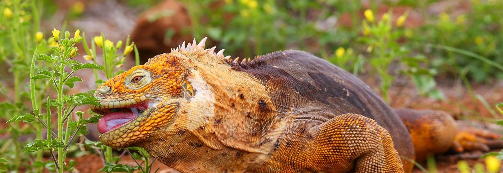 Ultimate Galapagos: Central Islands | Grand Daphne