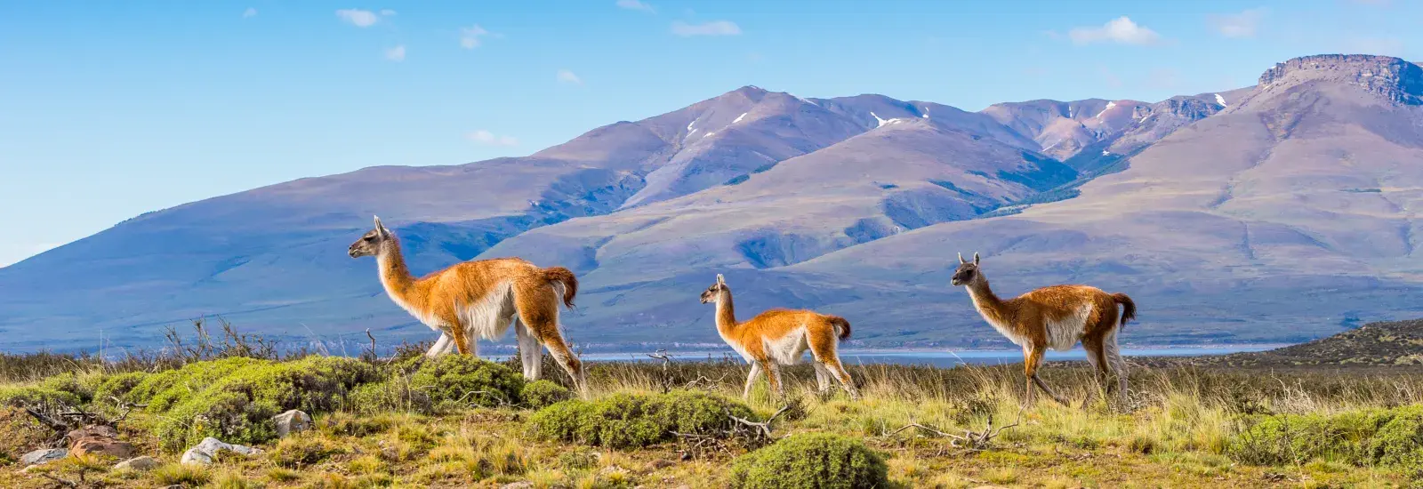 Patagonia_Guanacos_shutterstock_240183955_0.jpg