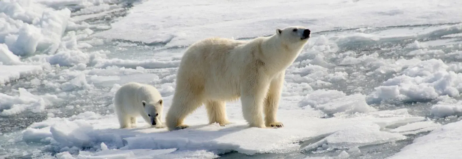 Polar_bear_shutterstock_107082284-1723x1080.jpg