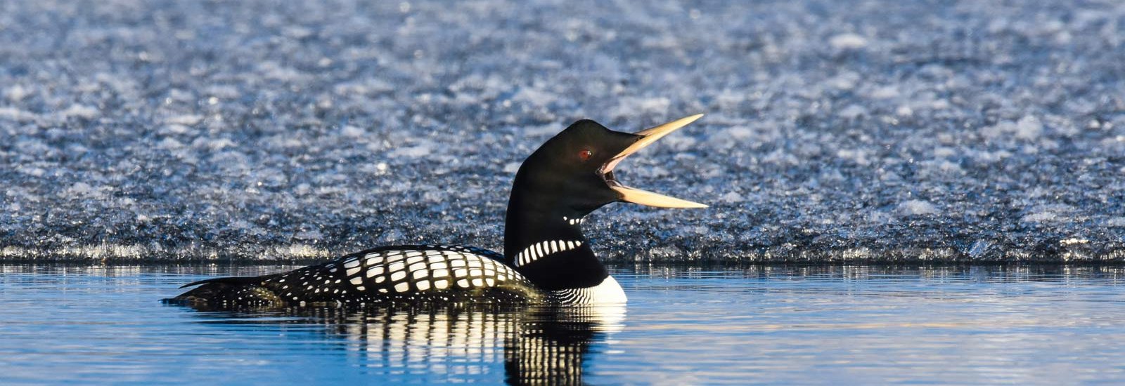 Northwest Passage 2027: Calgary to Toronto | Sylvia Earle