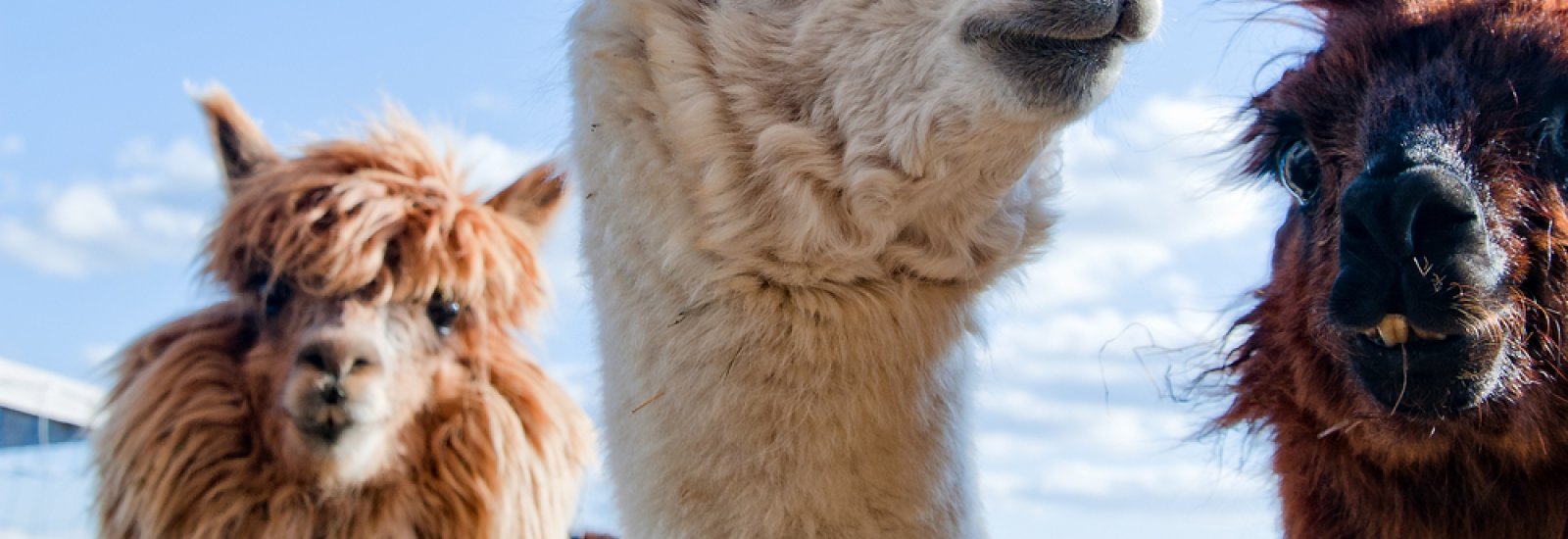 shutterstock_124599238