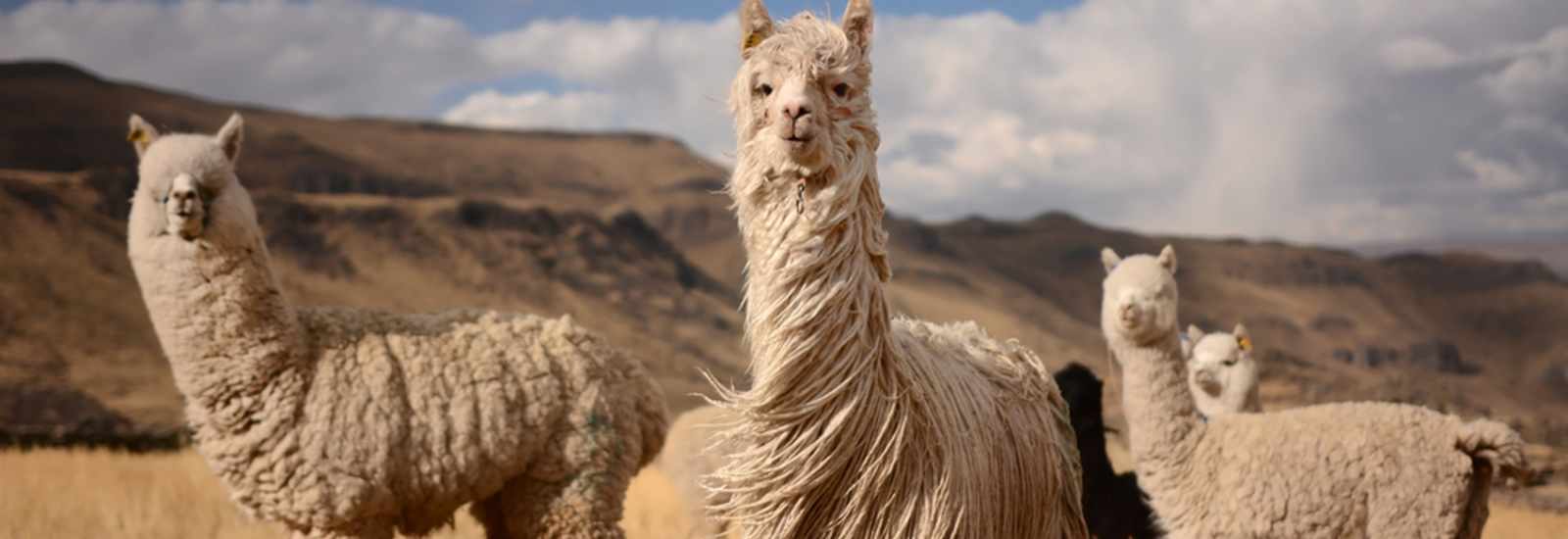 shutterstock_277912655