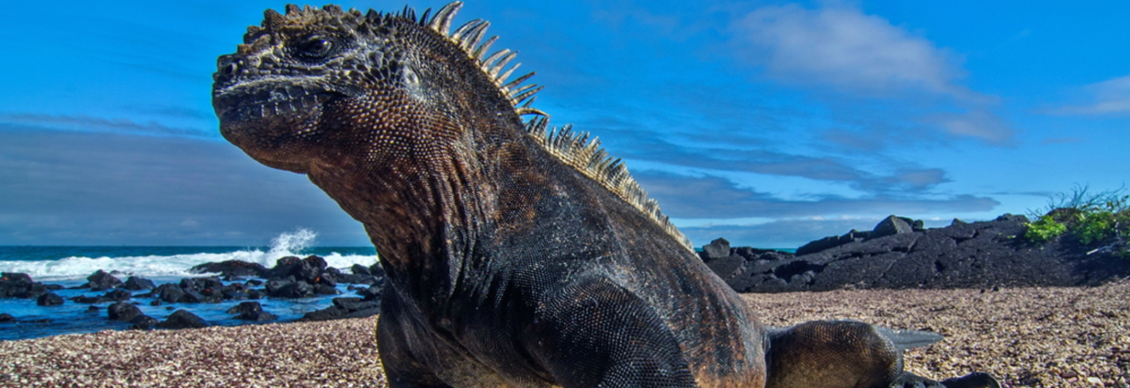 shutterstock_393020464