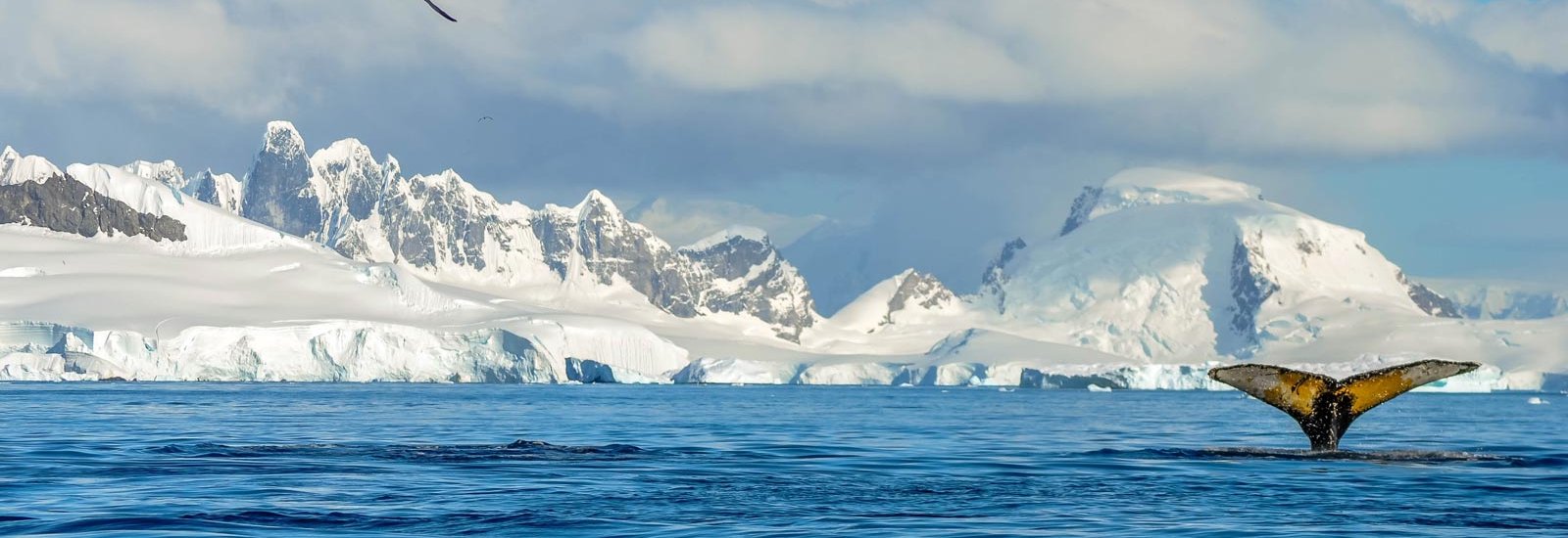 Antarctica Exploration | Pursuit