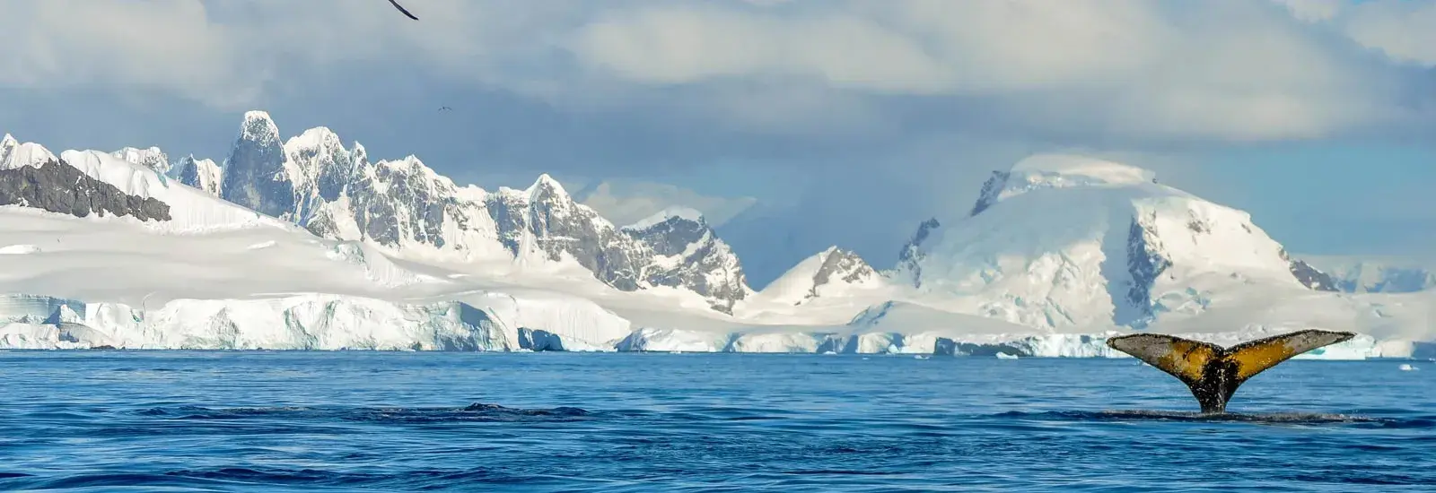 Antarctica Exploration | Pursuit