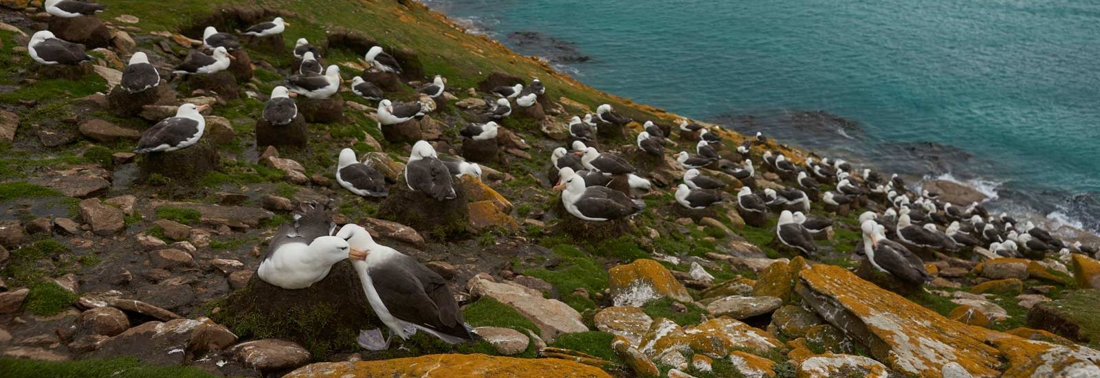 Antarctica, South Georgia &amp; the Falkland Islands | Pursuit