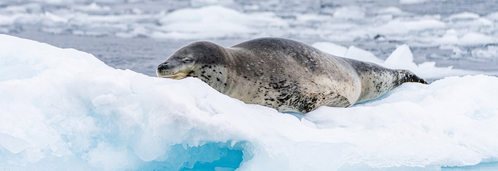 The Great White Continent | Venture