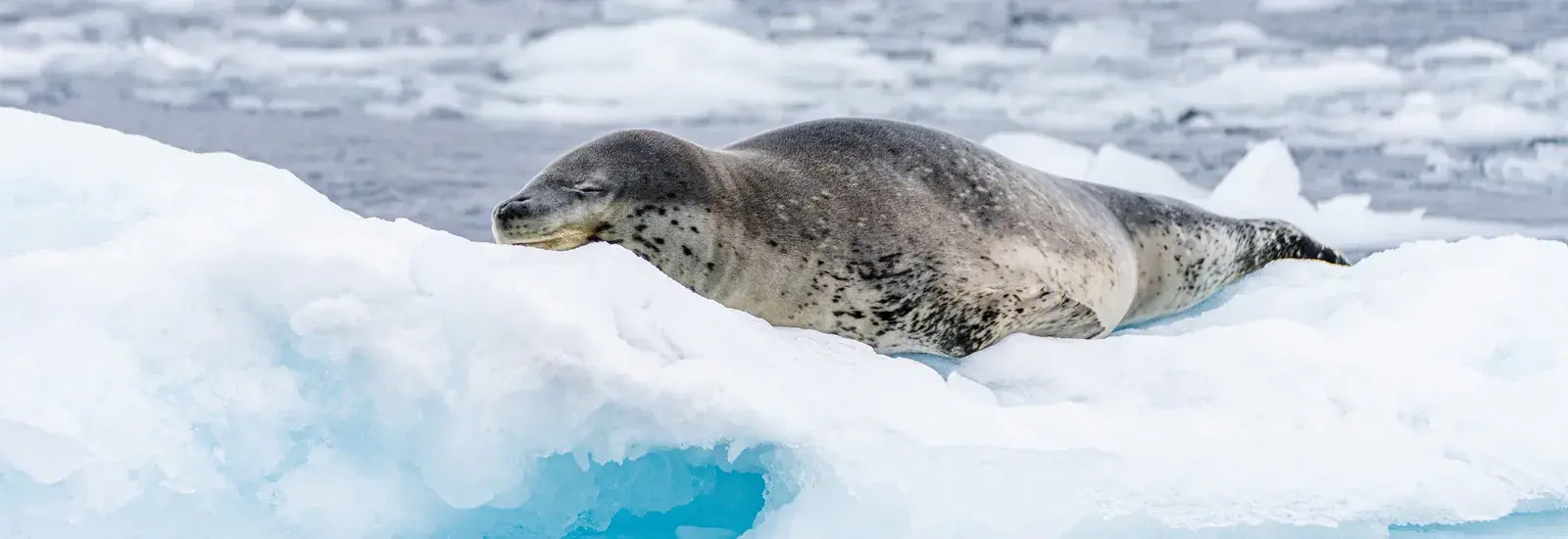 The Great White Continent | Venture