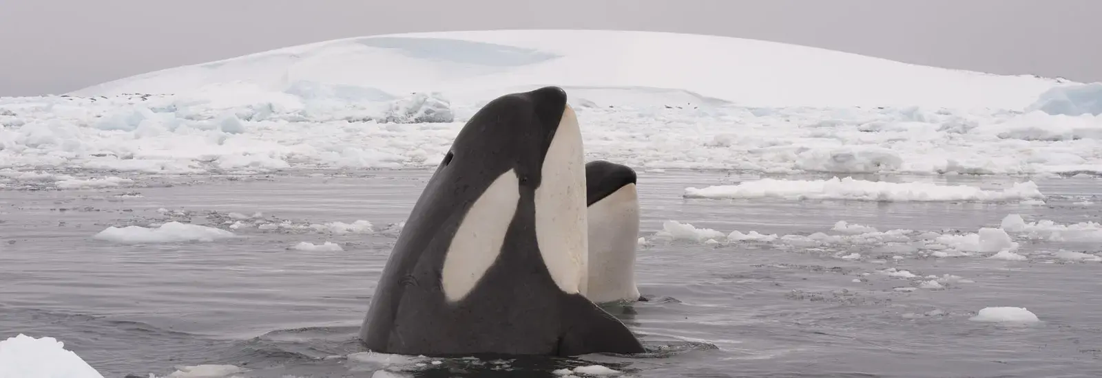 Antarctic Express: Cruise South, Fly North | Ocean Explorer