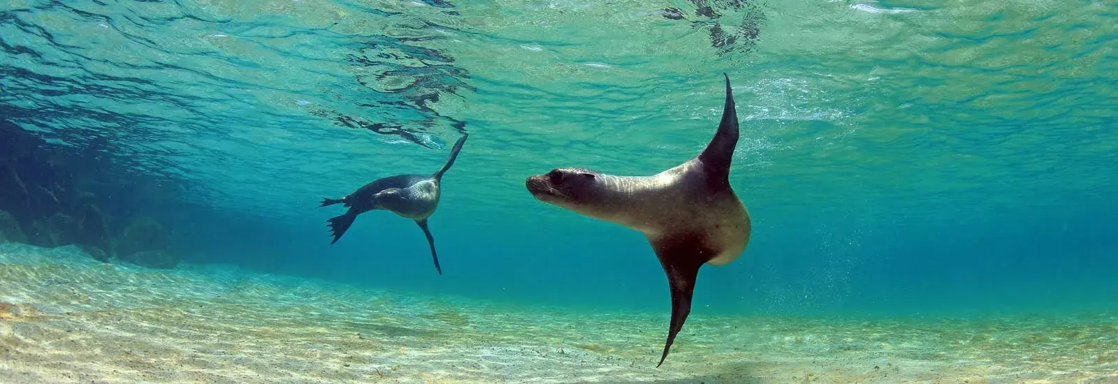 Central &amp; South Islands | Galapagos Angel