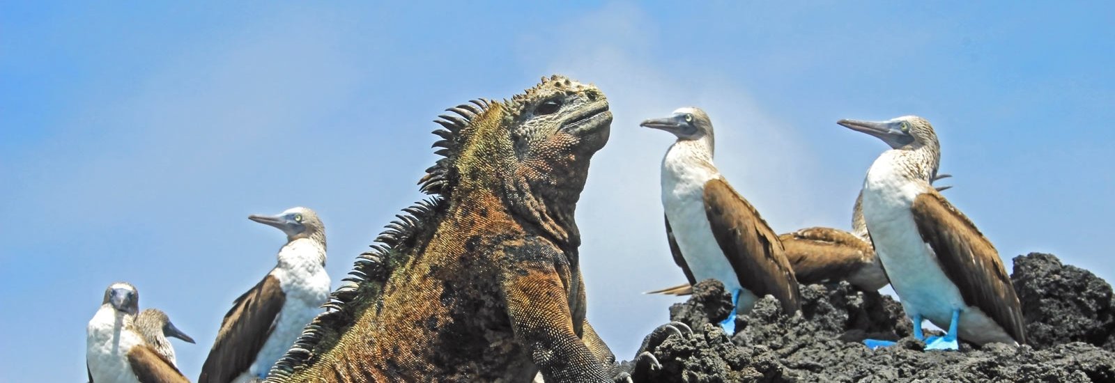 Central and Northern Islands Cruise | Galapagos Angel