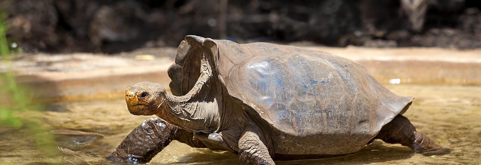 Western Islands Cruise | Galapagos Angel