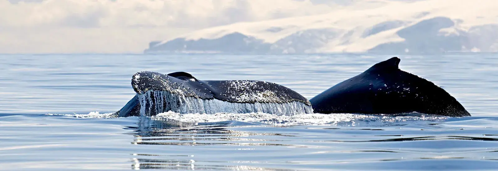 Antarctica Whale Watching 11 Day | Hondius